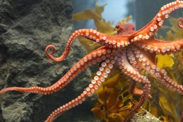 Kraken что это за сайт