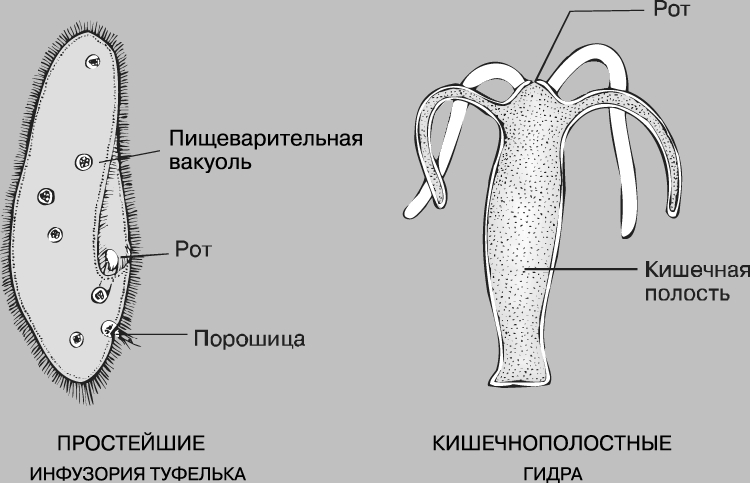 2krn cc кракен